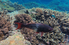 Scarus rubroviolaceus