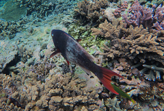 Scarus rubroviolaceus