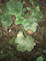 Heuchera micrantha