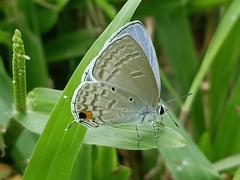 Catochrysops panormus