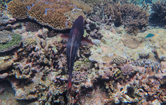 Scarus rubroviolaceus