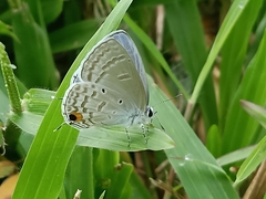 Catochrysops panormus