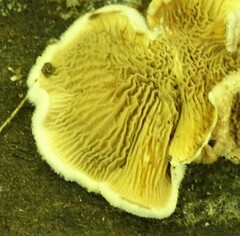 Pseudomerulius curtisii
