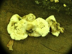 Pseudomerulius curtisii