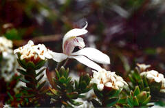 Pimelea oreophila hetera