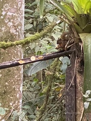 Sciurus granatensis