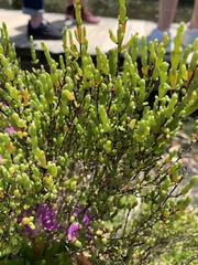 Tecticornia arbuscula