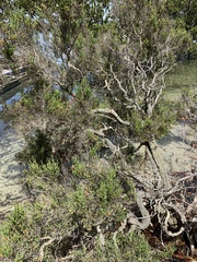 Tecticornia arbuscula