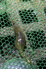 Palaemon australis