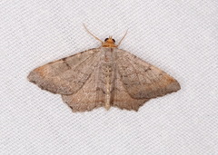 Macaria transitaria