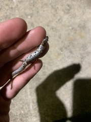 Hemidactylium scutatum