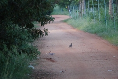 Ortygornis pondicerianus