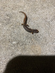 Hemidactylium scutatum