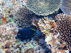 Acanthurus nigricans