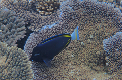 Acanthurus nigricans