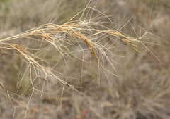 Aristida junciformis