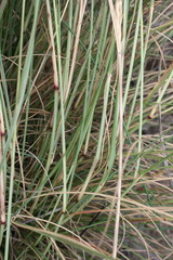 Aristida junciformis