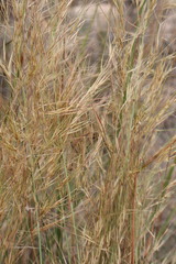 Aristida junciformis