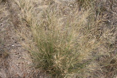Aristida junciformis