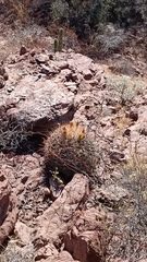 Ferocactus emoryi emoryi