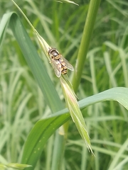 Simosyrphus grandicornis