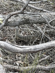 Varanus gouldii