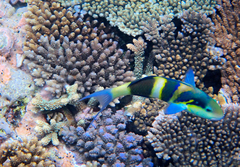 Thalassoma nigrofasciatum