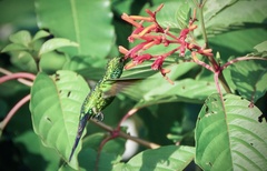 Cynanthus forficatus