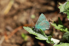Callophrys