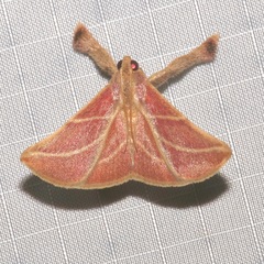 Pachypodistes goeldii