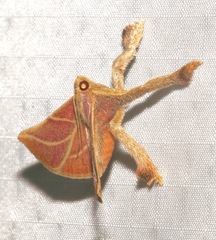 Pachypodistes goeldii