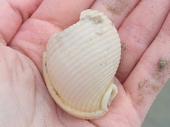 Semicassis granulata