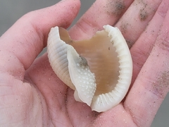 Semicassis granulata