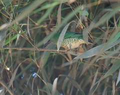 Tersina viridis