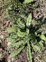 Helminthotheca echioides