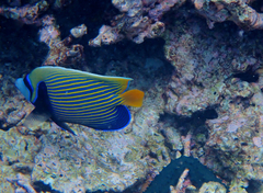 Pomacanthus imperator