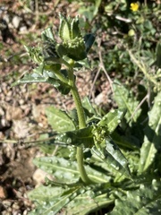 Helminthotheca echioides