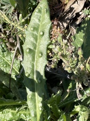 Helminthotheca echioides