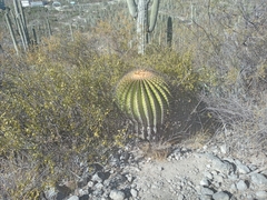 Echinocactus