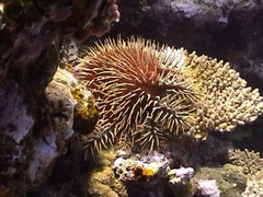 Acanthaster planci