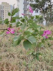 Bauhinia purpurea