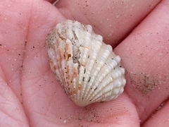 Cardites floridanus