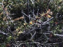 Berberis empetrifolia