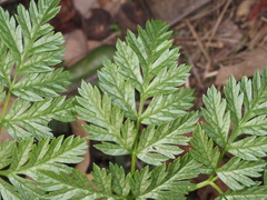 Chaerophyllum