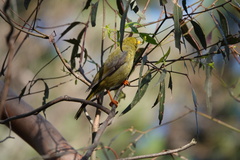 Manorina melanophrys