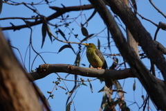 Manorina melanophrys