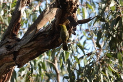 Manorina melanophrys