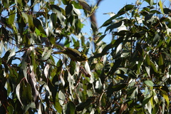 Manorina melanophrys