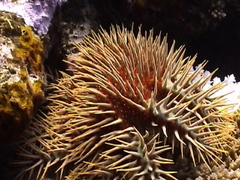 Acanthaster planci