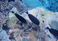 Acanthuridae